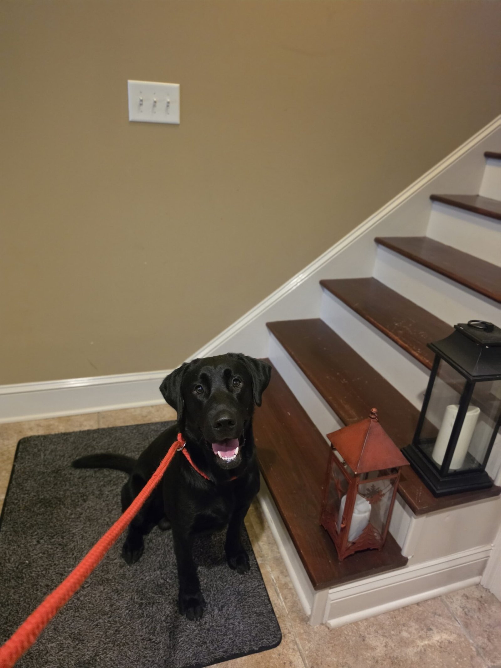 Trained mold detection dog during a property inspection