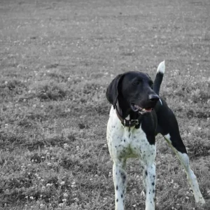 A mold dog standing in a garden in Alpharetta.