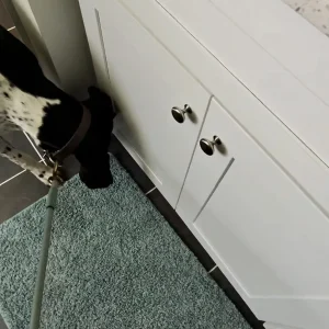 A mold dog finding mold in a house of Alpharetta.