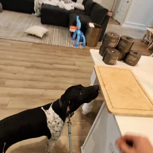Black colored mold dog smelling molds in kitchen in Atlanta.