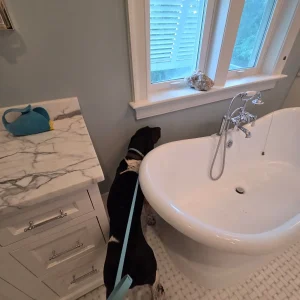 A black mold dog smelling molds in bathroom in Atlanta.