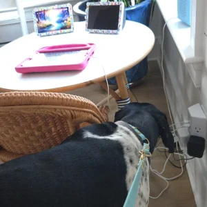 Dog finding molds in a house in Atlanta.