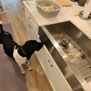 A trained mold detection dog finding toxic molds for health safety into the homes of Charlotte.