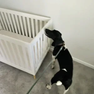 Certified Mold Detection Dogs In Greensboro. Highly trained mold detection dog in Greensboro searching hidden molds into the homes.