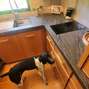 A black & white mold inspection dog inspecting molds in a home of Jacksonville.