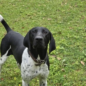 A black colored well trained mold dog smelling molds in Louisiana's property.