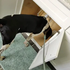 A black colored mold detection dog smelling floor for mold detection in Mississippi's homes.