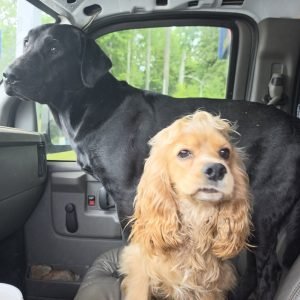 Mold Inspection Dogs in Eugene