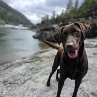 Mold Inspection Dogs in Salem OR