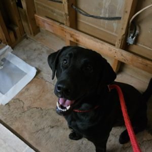 Mold Inspection Dogs in Salem Mold Inspection Dogs in Salem