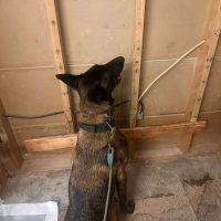 Mold Inspection Dogs in Salem OR