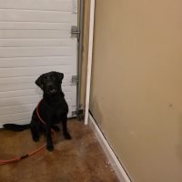 Working Mold sniffing Dogs in Salem