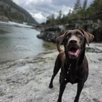 Mold Inspection Dogs in Salem OR (9)