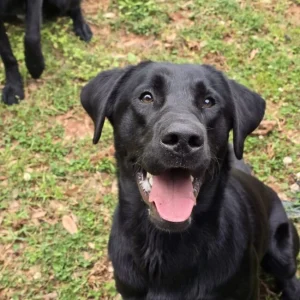 A black colored expert mold detection dog finding hidden molds into the homes of South Carolina.