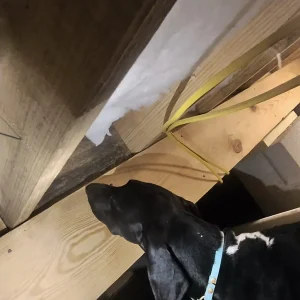 A black mold detection dog inspecting homes to find out toxic molds into the homes of South Carolina.
