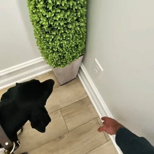 Well trained mold dogs smelling molds, hidden in the floor of Tampa's homes.