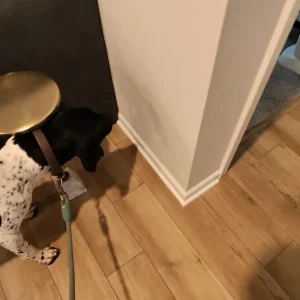 A mold detection dog in Washington finding hidden molds accurately into the property.