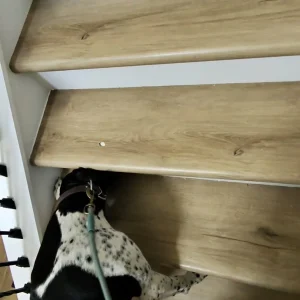 Finding mold clues by smelling ladders of homes in California.