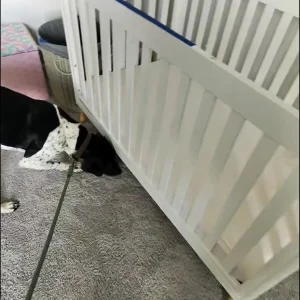 A mold dog smelling molds in California.