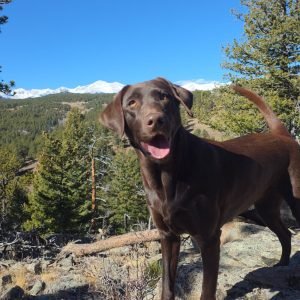 mold dogs inspection in Wyoming (2)