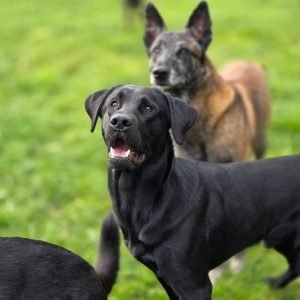 mold dogs inspection in Wyoming (4)