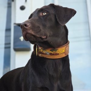 mold dogs inspection in colorado (2)