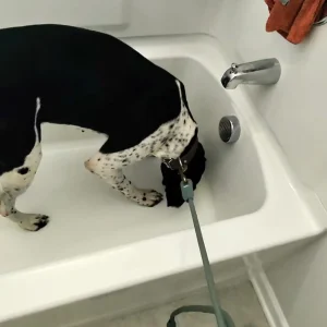 Mold dog smelling molds in bath tub of homes in California.