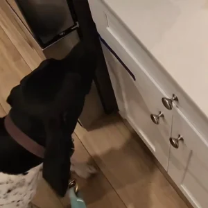 A black colored mold dog smelling molds in homes of Oregon.